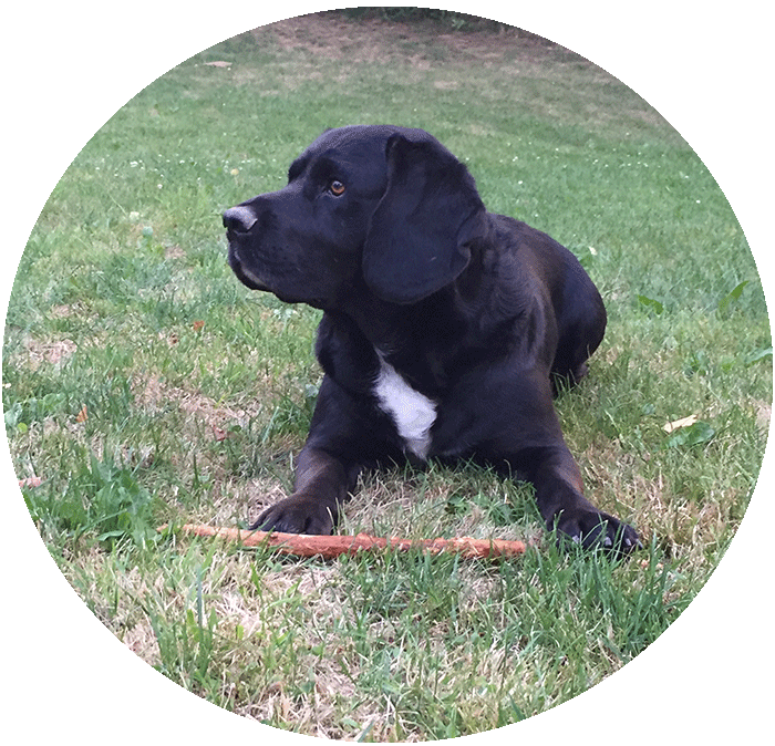 Benny - der Hund